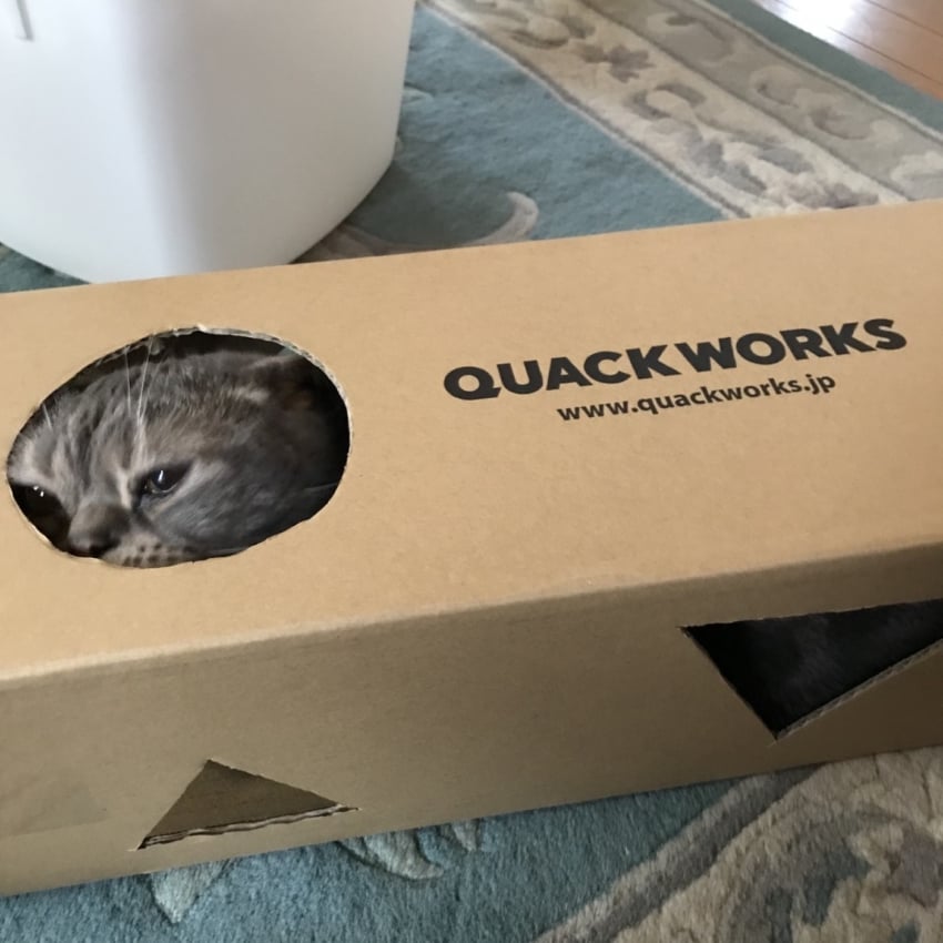 梱包の箱に入った猫