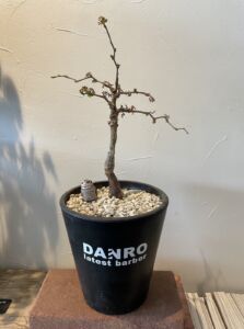 シンプルな植木鉢をカッティングシートで自分らしくアレンジ